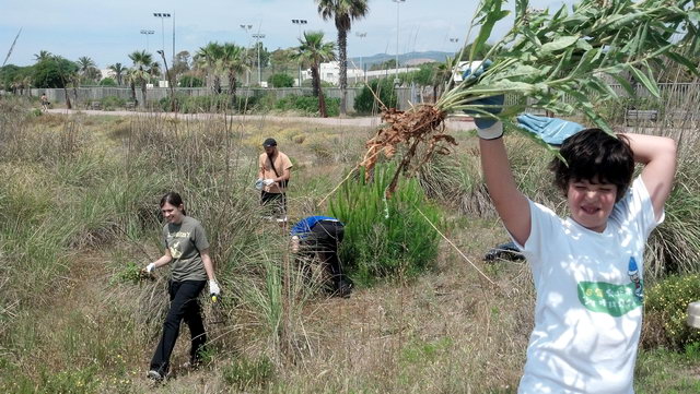 Imagen de la segunda jornada de restauracin de las dunas de Central Mar (Gav Mar) organizada por el grupo ecologista 'Les Agulles' (9 Junio 2012)